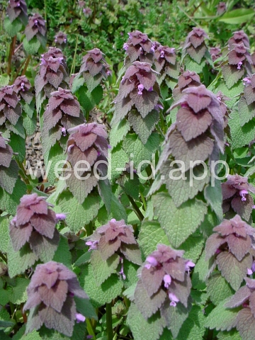 deadnettle, purple